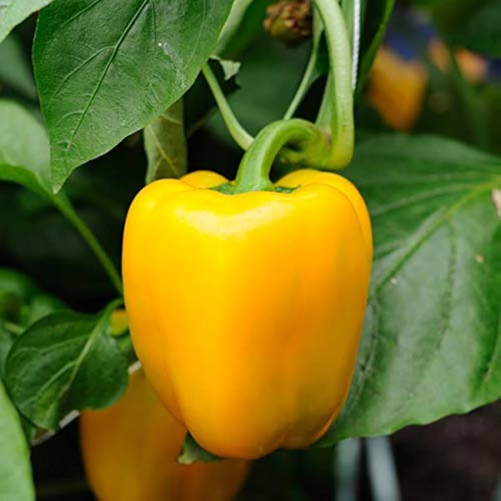 Sunbright Paprika seeds – Gold Vault jumbo - size sweet pepper variety - Dharaseeds