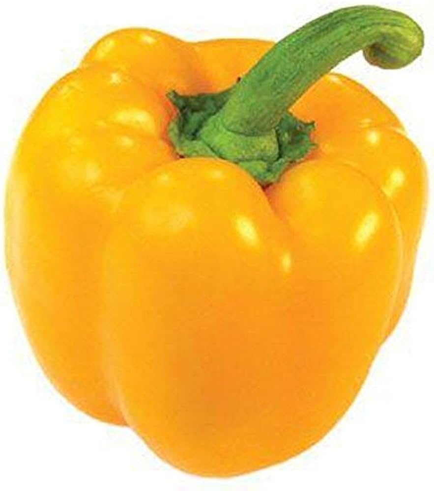 Sunbright Paprika seeds – Gold Vault jumbo - size sweet pepper variety - Dharaseeds