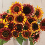 Sunflower Autumn Beauty Imported heirloom non-gmo garden seeds