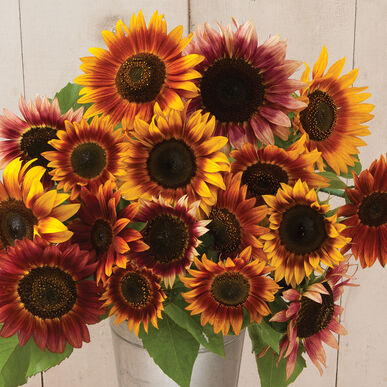 Sunflower Autumn Beauty Imported heirloom non-gmo garden seeds