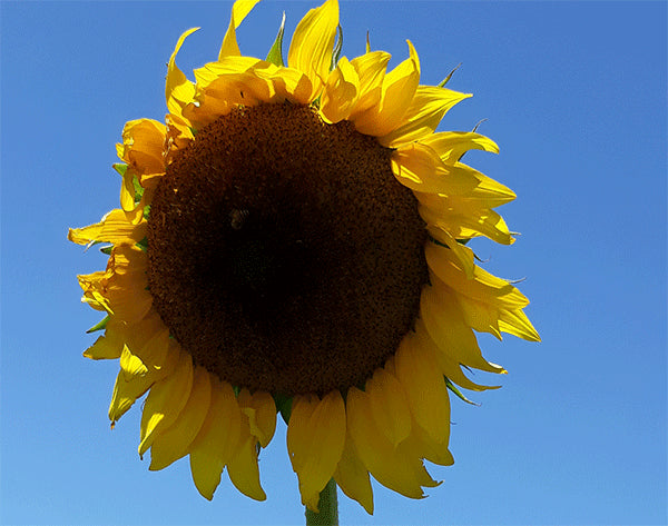 Sunflower Seeds - Black Russian