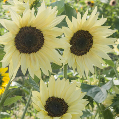 Sunflower Butter Cream F1 Imported heirloom non-gmo organic garden seeds