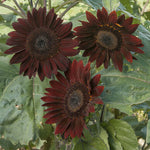 Sunflower Chocolate Imported heirloom non-gmo garden seeds