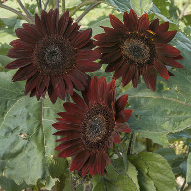 Sunflower Chocolate Imported heirloom non-gmo garden seeds