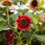 flowers high quality flower seeds for growing vibrant and colorful blooms in home gardens and landscapes organic flowers premium organic flower seeds for sustainable gardening and beautiful blossoms suitable for all climates