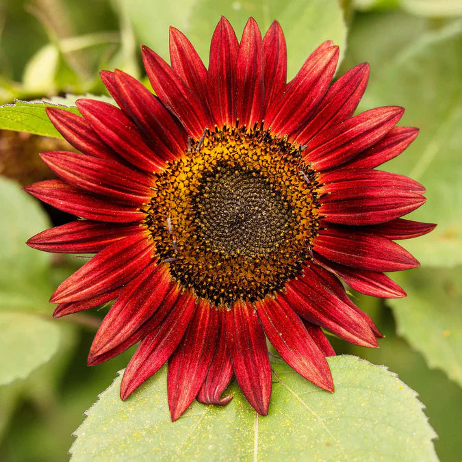 Sunflower Seeds - Chocolate