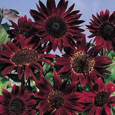 Sunflower Claret Imported heirloom non-gmo organic garden seeds
