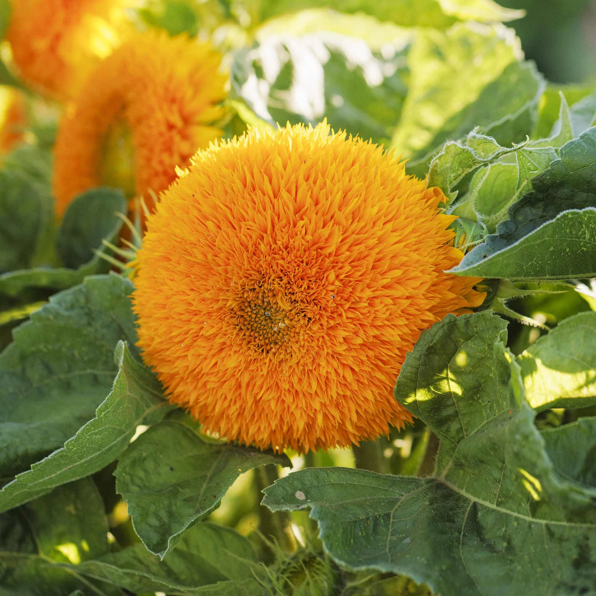organic-sunflower-borders-containers-seeds

