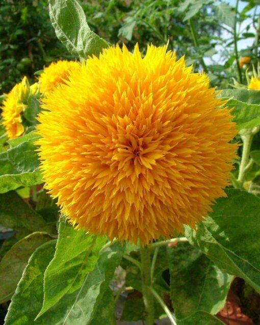 Sunflower Dwarf Double Open Pollinated heirloom non-gmo garden seeds
