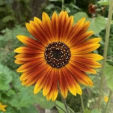 Sunflower Earth Walker Imported heirloom non-gmo organic garden seeds