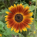 Sunflower Earth Walker Imported heirloom non-gmo organic garden seeds