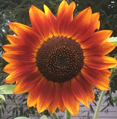 Sunflower Evening Sun Imported heirloom non-gmo organic garden seeds