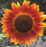 Sunflower Evening Sun Imported heirloom non-gmo organic garden seeds