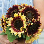 Sunflower Florenza Of Imported heirloom non-gmo garden seeds