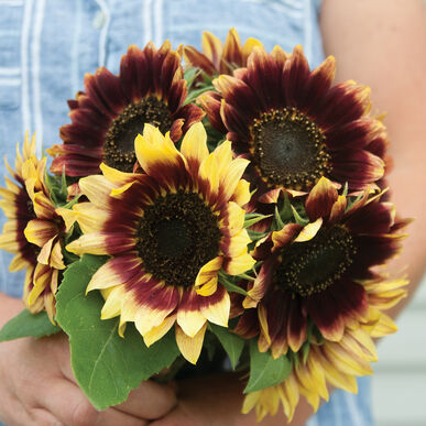 Sunflower Florenza Of Imported heirloom non-gmo garden seeds