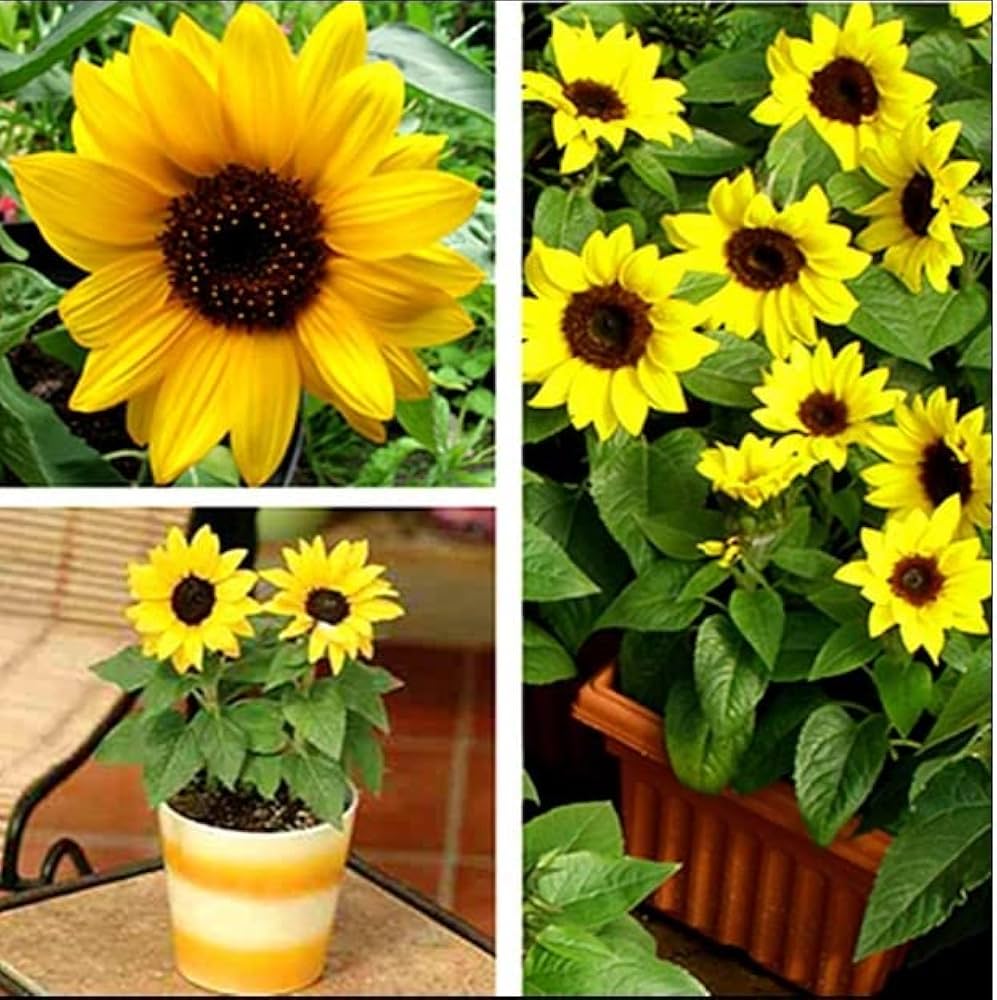 Sunflower ‘Helianthus annuus’ balcony variety – compact for pots and bonsai - Dharaseeds