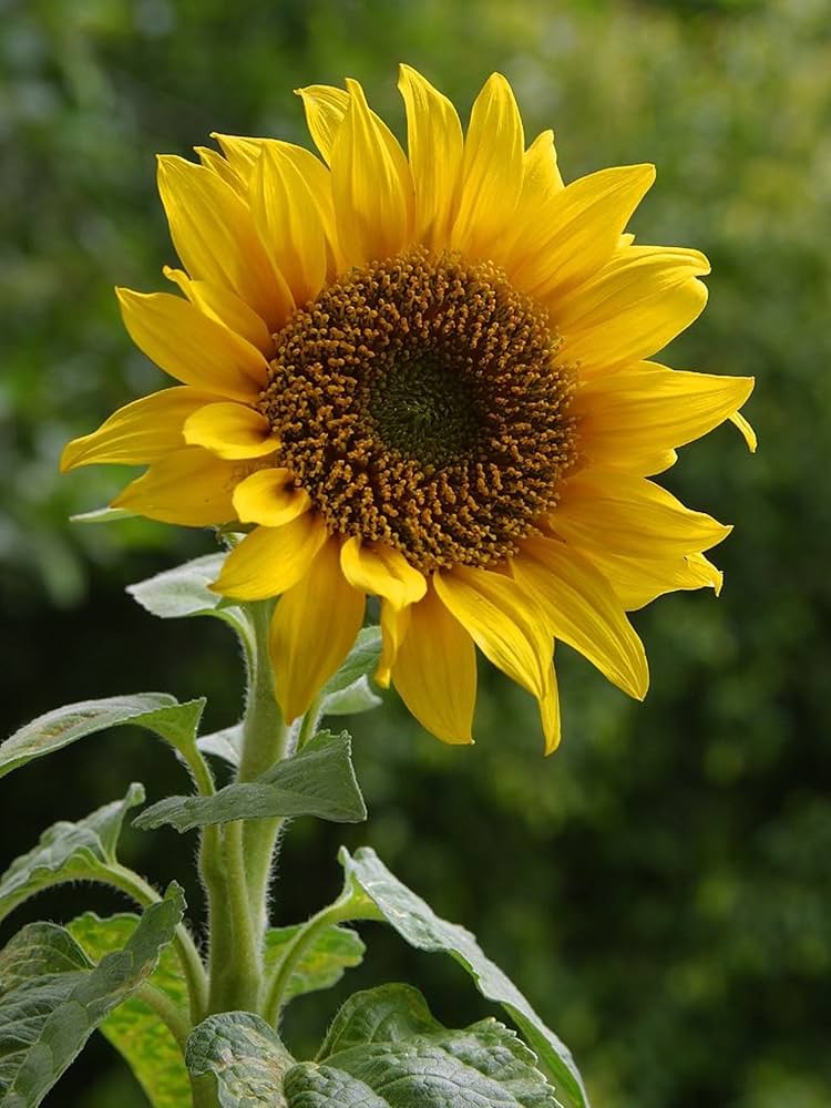 Sunflower ‘Helianthus annuus’ balcony variety – compact for pots and bonsai - Dharaseeds