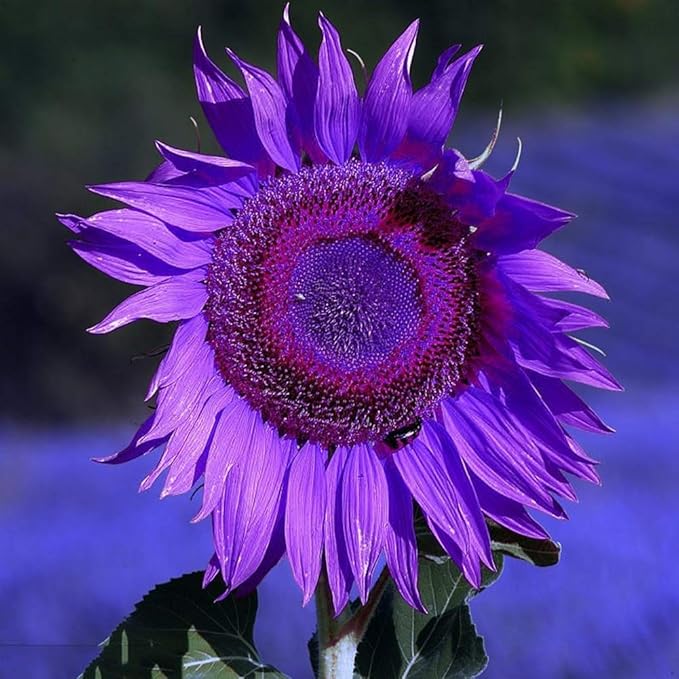 Sunflower Helianthus Annuus Purple Bonsai Flower Seeds for Planting – Compact Variety for Indoor Pots and Small Garden Spaces - Dharaseeds