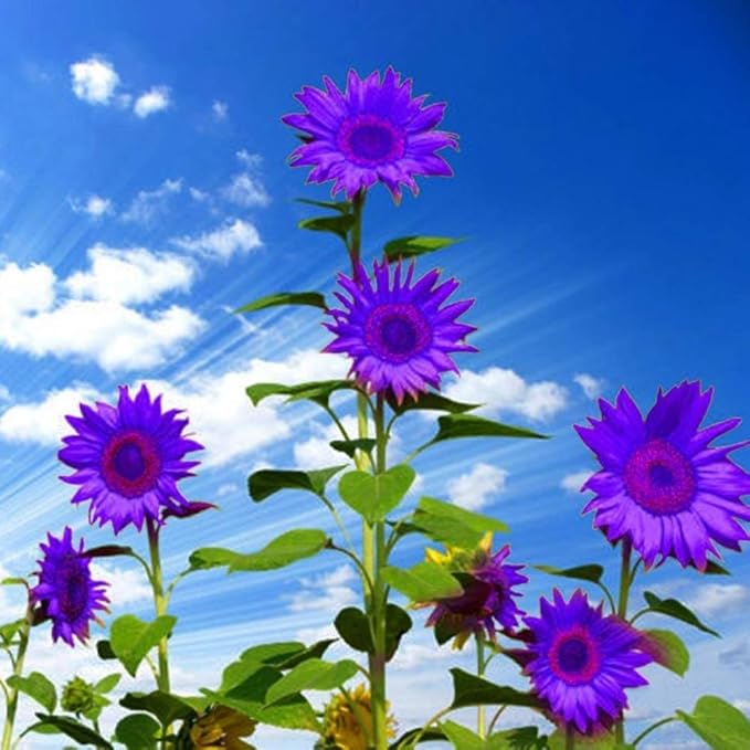 Sunflower Helianthus Annuus Purple Bonsai Flower Seeds for Planting – Compact Variety for Indoor Pots and Small Garden Spaces - Dharaseeds