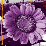 Sunflower Helianthus Annuus Purple Bonsai Flower Seeds for Planting – Compact Variety for Indoor Pots and Small Garden Spaces - Dharaseeds