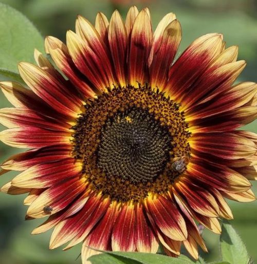 Sunflower Indian Blanket Imported heirloom non-gmo garden seeds
