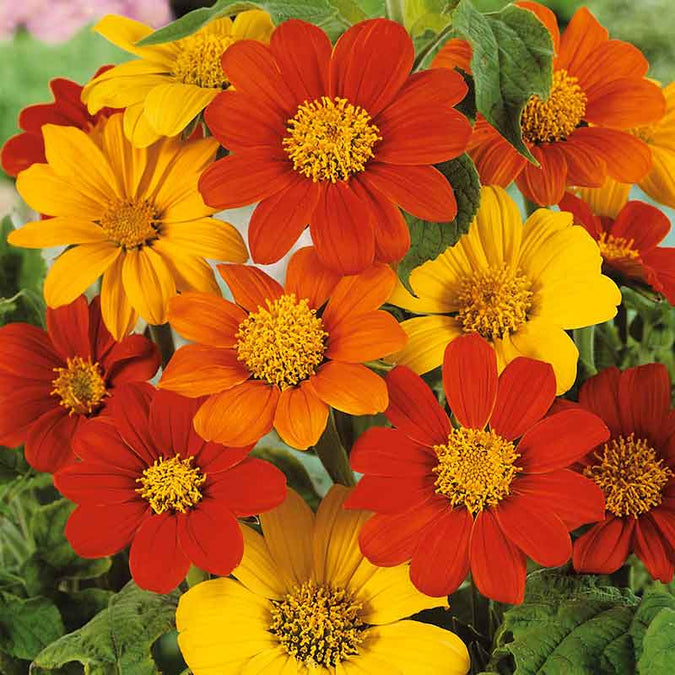 flowers high quality flower seeds for growing vibrant and colorful blooms in home gardens and landscapes organic flowers premium organic flower seeds for sustainable gardening and beautiful blossoms suitable for all climates