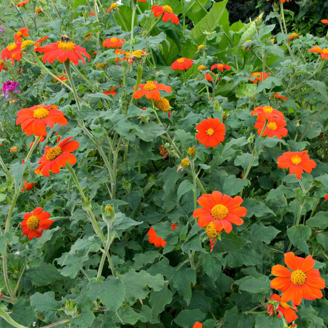 Mexican Sunflower Seeds Torch