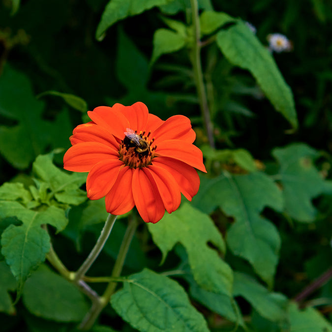 Mexican Sunflower Seeds Torch