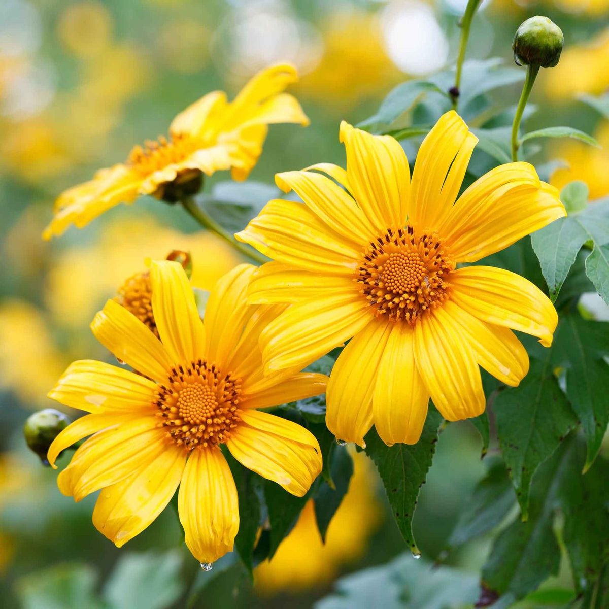 flowers high quality flower seeds for growing vibrant and colorful blooms in home gardens and landscapes organic flowers premium organic flower seeds for sustainable gardening and beautiful blossoms suitable for all climates