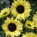 Sunflower Moonshine Imported heirloom non-gmo organic garden seeds
