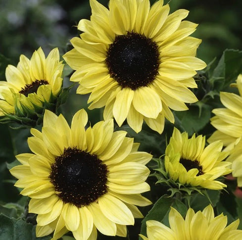 Sunflower Moonshine Imported heirloom non-gmo organic garden seeds