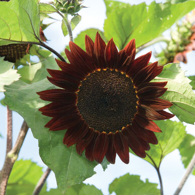Sunflower Moulin Rouge Hybrid heirloom non-gmo organic garden seeds