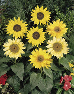 Sunflower Pacino Of Imported heirloom non-gmo garden seeds