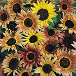 Sunflower Pastiche Rare Imported heirloom non-gmo organic garden seeds