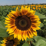 flowers high quality flower seeds for growing vibrant and colorful blooms in home gardens and landscapes organic flowers premium organic flower seeds for sustainable gardening and beautiful blossoms suitable for all climates