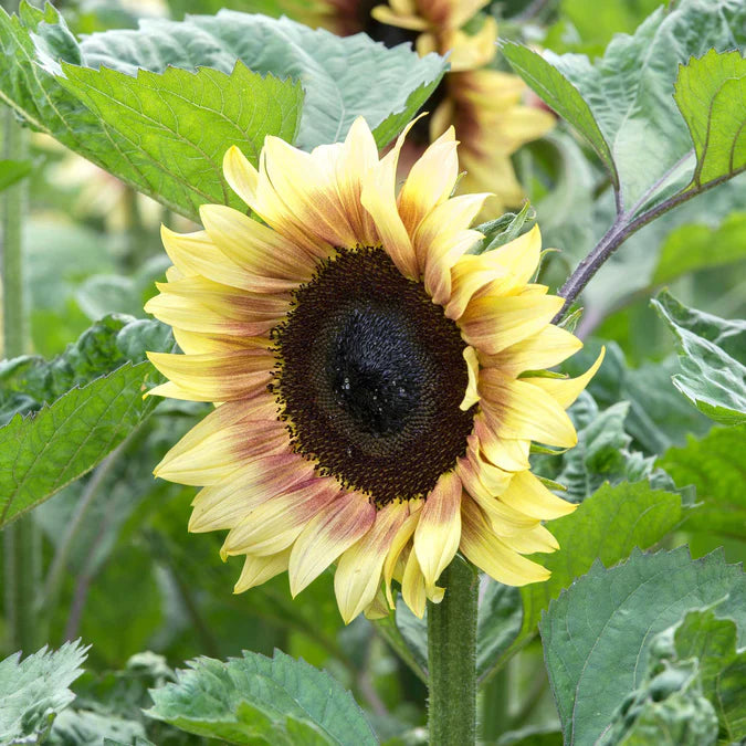 Sunflower Seeds - ProCut Red Lemon Bicolor