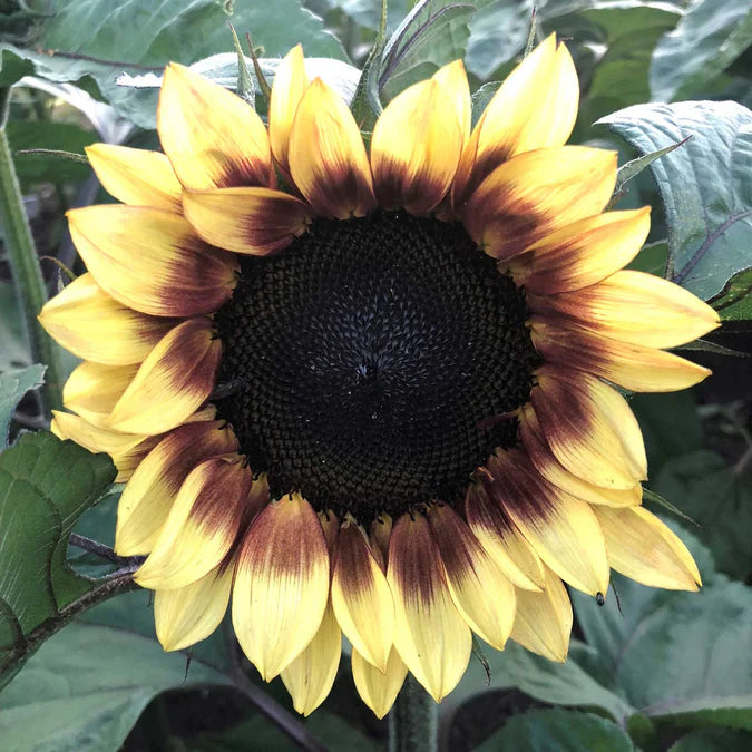 Sunflower Seeds - ProCut Red Lemon Bicolor