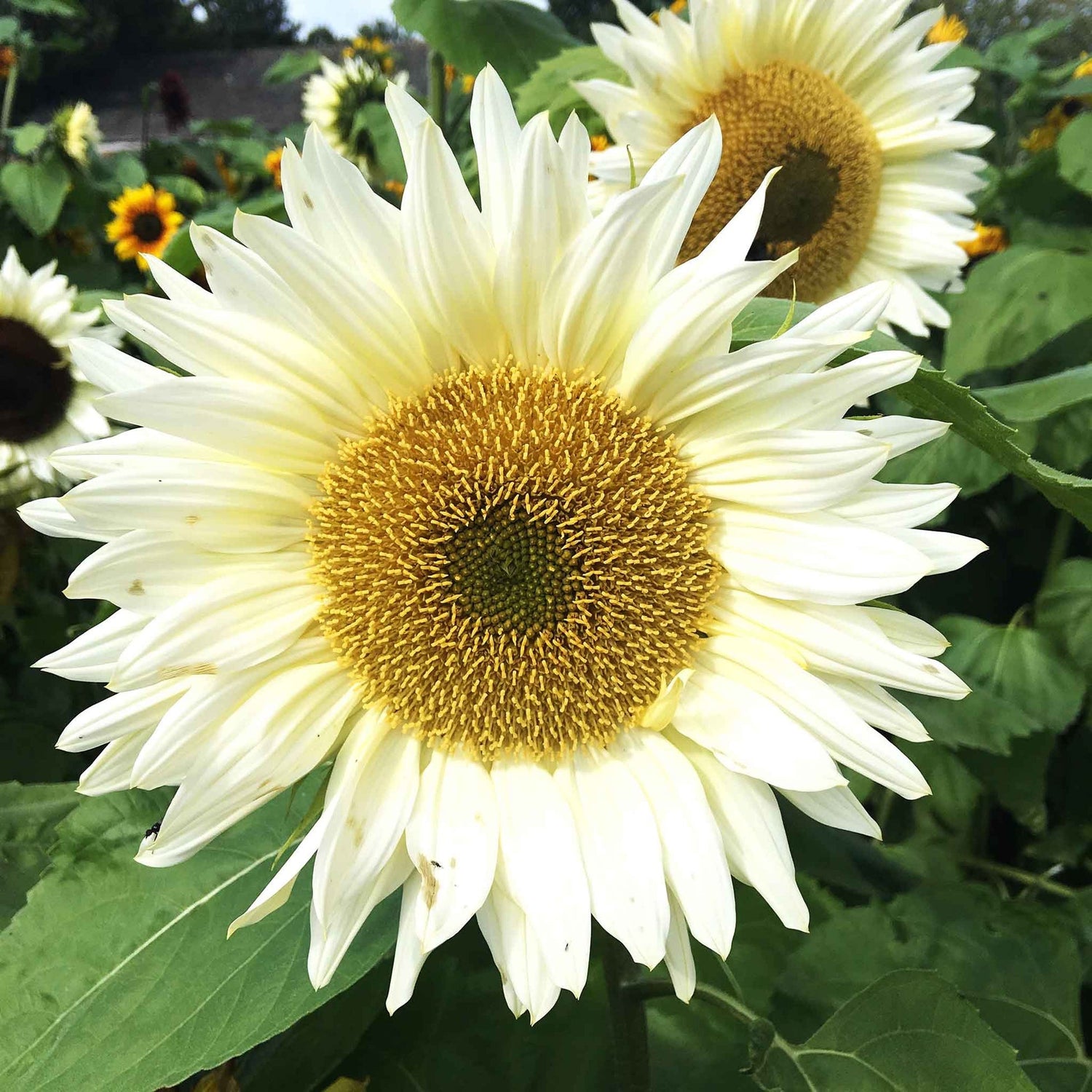 flowers high quality flower seeds for growing vibrant and colorful blooms in home gardens and landscapes organic flowers premium organic flower seeds for sustainable gardening and beautiful blossoms suitable for all climates