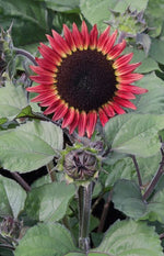 Sunflower Red Desire Imported heirloom non-gmo garden seeds