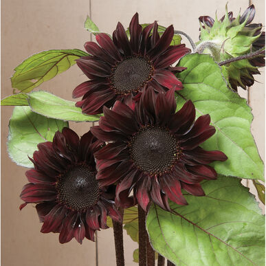 Sunflower Red Hedge Imported heirloom non-gmo organic garden seeds