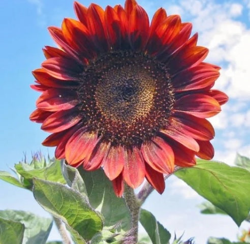 Sunflower Red Sun Imported heirloom non-gmo organic garden seeds