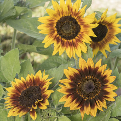 Sunflower Ring Of Fire Imported heirloom non-gmo organic garden seeds