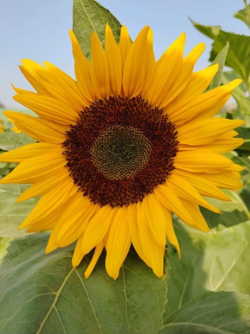 Sunflower Sudarshan Open Pollinated heirloom non-gmo garden seeds