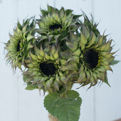 Sunflower Sun Fill Purple Imported heirloom non-gmo organic garden seeds