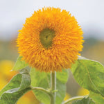 Sunflower Sungold Tall Imported heirloom non-gmo organic garden seeds