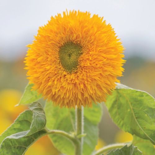 Sunflower Sungold Tall Imported heirloom non-gmo organic garden seeds