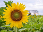 Sunflower ‘Sunsole Soraya’ seeds – tall, golden annuals for cutting gardens - Dharaseeds