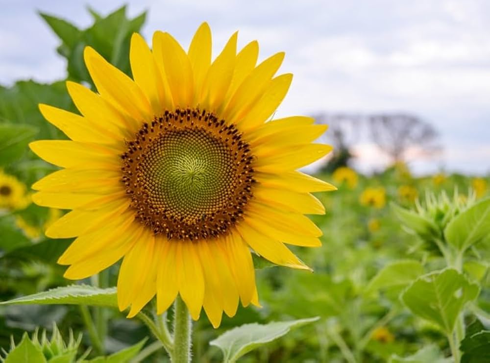 Sunflower ‘Sunsole Soraya’ seeds – tall, golden annuals for cutting gardens - Dharaseeds