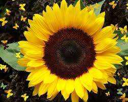 Sunflower Sunspot Imported heirloom non-gmo organic garden seeds