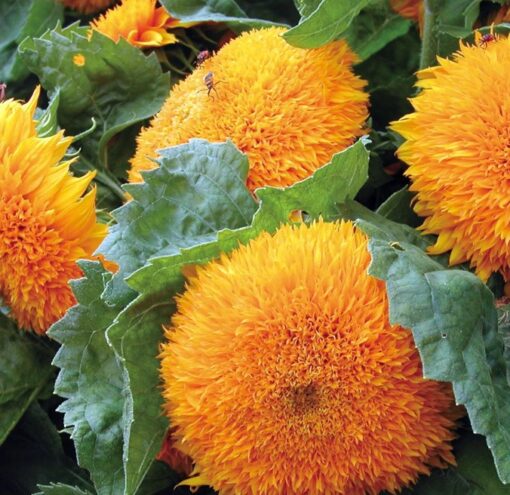 Sunflower Teddy Seede Open Pollinated heirloom non-gmo garden seeds